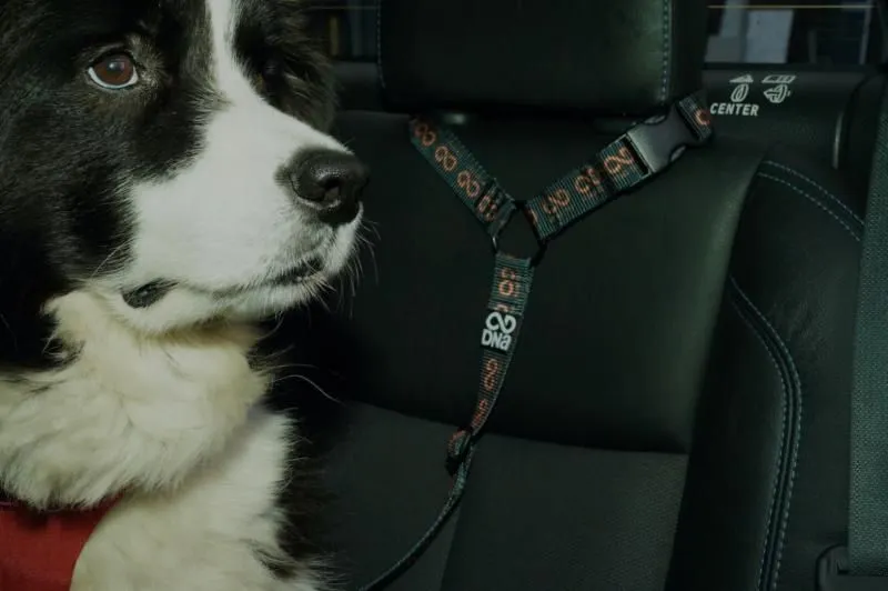 Road Trip Head Rest Tether
